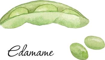 Aquarellillustration von grünen Edamame-Bohnen. grüne Sojabohnen und Samen. asiatisches Essen. Edamame-Liebhaber vektor