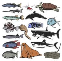 hav djur, isolerat fisk och sköldpadda vektor