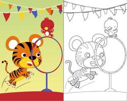 karikatur des lustigen tigers mit dem kleinen vogel, der akrobat in der zirkusshow, im farbbuch oder in der seite tut vektor