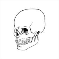 Menschliches Skelett-Schädel-Logo, Schädel-Silhouette isoliert auf weißem Hintergrund. Schädelvektor, schreckliche menschliche Schädelkopfschattenbildclipart vektor