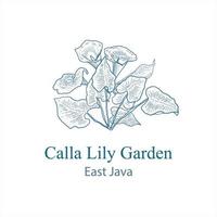 Calla-Lilien-Logo-Design für natürlichen und schönen Look vektor