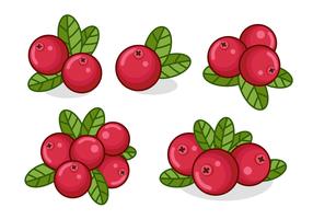 Rote Cranberries mit Blättern vektor