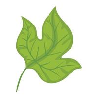 grünes Blatt Pflanzenlaub vektor