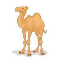 vektorillustration des kamels lokalisiert auf weißem hintergrund vektor