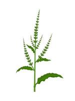 vektorillustration, rumex crispus, auch lockiges dock oder gelbes dock genannt, isoliert auf weißem hintergrund. vektor