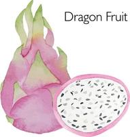 aquarellillustration von pitaya. frisches rohes Obst. Pitaya-Liebhaber-Illustration vektor