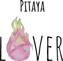 vattenfärg illustration av pitaya. färsk rå frukt. Pitaya älskare illustration vektor