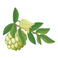 Soursop-Baum-Zweig-Symbol-Cartoon-Vektor. Graviola-Essen vektor