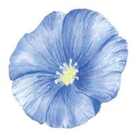 blå-lila lin blomma. en blå blomma målad i vattenfärg. vild vår vattenfärg blomma. ett isolerat element av de lin illustration. vektor