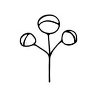 Baumwollblume. Schwarz-Weiß-Doodle-Stil Illustration Vektor-Symbol vektor