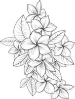 bukett av frangipani blomma hand dragen penna skiss färg sida och bok för vuxna isolerat på vit bakgrund blommig element tatuering, illustration bläck konst. vektor