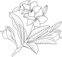 satz von handgezeichneten frangipani-blumen des vektors. Tintenskizze isoliert auf weißem Hintergrund. vektor