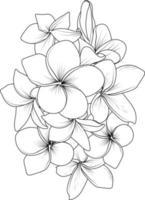 isolierte frangipani-blume handgezeichnete vektorskizzenillustration, botanische sammlung zweig der blattknospen natürliche sammlung malseite blumensträuße gravierte tintenkunst. vektor