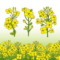 Canola-Blumen-Illustration vektor