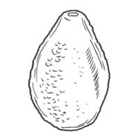 avokado översikt ikon frukt och grönsak. färsk organisk gruit. isolerat på vit vektor
