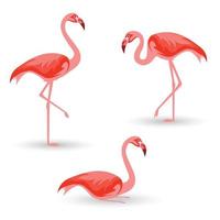 Flamingo-Vogel-Vektor-Illustration-Design vektor