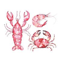 frische meeresfrüchte. hummer, garnelen, krabben und schalentiere handgezeichnet in aquarell. meeresbewohner. vektor