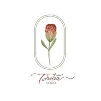 vattenfärg vektor teckning exotisk blomma protea blomma Australien, botanisk logotyp.