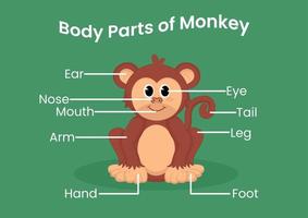 vektor kropp delar av de söt tecknad serie apa. djur anatomi i engelsk för ungar. inlärning ord.