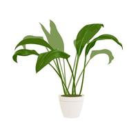 realistische haus- oder büropflanze für innenarchitektur und dekoration. tropische und exotische pflanze. Vektorgrafik im minimalistischen Stil vektor
