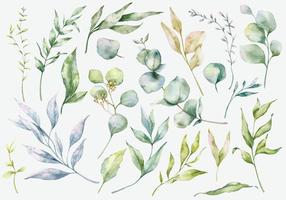 eukalyptus und grünes aquarellset vektor