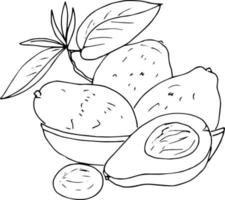 tropisk frukt med lövverk i en basket.doodle stil. logotyp ikon. fikon, avokado orange, kiwi. vektor