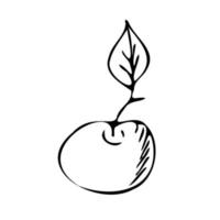 Frucht Zitrus Apfel. Pflanzen Garten. Doodle-Stil. Logo-Symbol. vektor