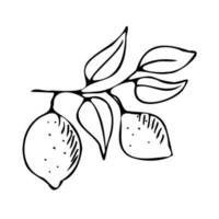 Frucht Zitrus Apfel. Pflanzen Garten. Doodle-Stil. Logo-Symbol. vektor