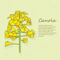 Canola Blumen Vektor