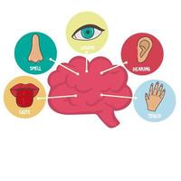 fünf Liniensymbole für menschliche Sinne gesetzt. Symbole für Sehen, Riechen, Hören, Berühren und Schmecken. menschliche Sinnesorgane. Auge, Nase, Ohr, Hand, Mund-Icon-Set