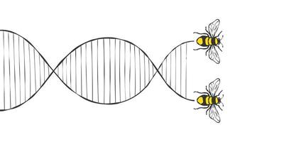 bi flygande. flyg av bin dna spår. hand dragen bin. vektor illustration