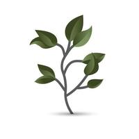 Grünblattpflanze Waldkräuter tropische Blätter, Vektordatei vektor