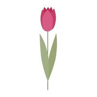 ein Symbol einer dekorativen rosa Tulpe auf weißem Hintergrund. schöne vektorblume für frühlingsferiendekor vektor