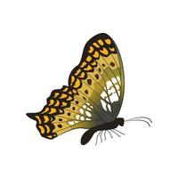 Vektorgrafik des Schmetterlings mit Barschposition isoliert auf weißem Hintergrund. vektor
