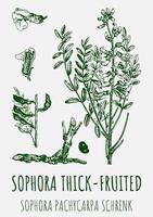 vektorzeichnungen von sophora dickfruchtig. handgezeichnete Abbildung. lateinischer Name Sophora Pachycarpa. vektor