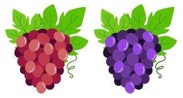 klasar av violett och röd vindruvor. vektor illustration av vindruvor med löv.