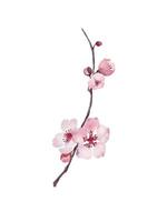 aquarell kirschblüte einzelner zweig, sprimg blühende sakura handgezeichnete lebende spur vektor