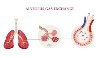 menschliche Lungenanatomie, Alveolenstruktur und Gasaustauschschema vektor