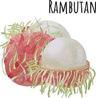 Aquarellillustration von Rambutan. frisches rohes Obst. Rambutan-Liebhaber-Illustration vektor