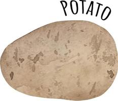 vattenfärg illustration av brun potatis. färsk rå grönsaker. potatis älskare illustration vektor