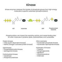 kinas fosforylering vetenskaplig pedagogisk vektor illustration