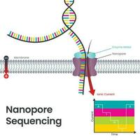 Nanoporensequenzierung wissenschaftliches pädagogisches Vektorillustrationsdiagramm vektor