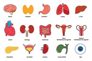vektor illustration uppsättning av mänsklig inre organ