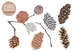 Handdragen Vector Isolerade Cedar Cones