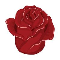 röd ros blomma. vektor illustration isolerad på vit bakgrund.