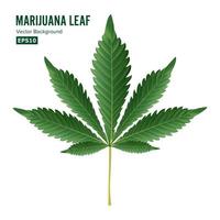 Cannabis-Blatt-Vektor. grünes Cannabis-Cannabis-Sativa- oder Cannabis-Indica-Blatt isoliert auf weißem Hintergrund. Abbildung der medizinischen Pflanze