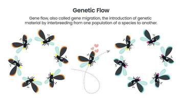 wissenschaftliche Vektorillustrationsgraphik des genetischen Flusses vektor