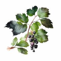 vattenfärg gren med svart vinbär bär på vit. vektor illustration. eps10
