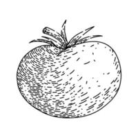 Tomaten-Gemüse-Skizze handgezeichneter Vektor