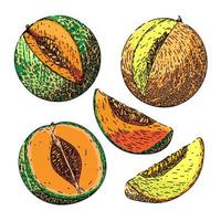 melon cantaloupmelon frukt uppsättning skiss hand dragen vektor